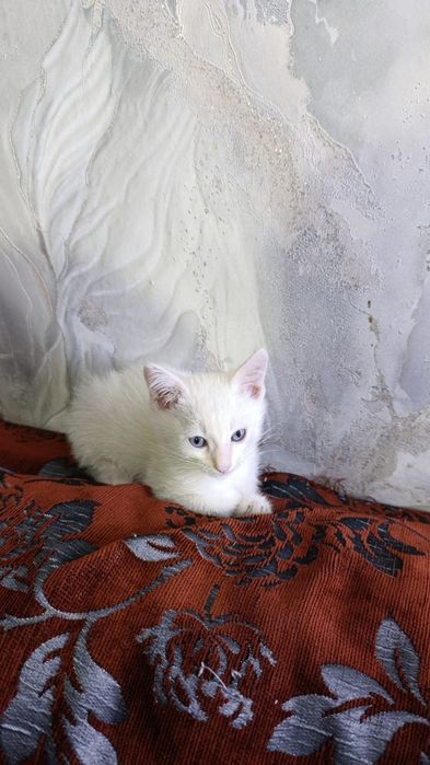 Отдам котят в хорошие руки