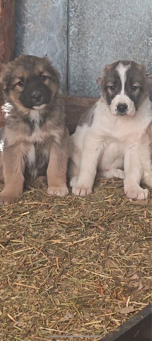 Алабай күшіктер 2-ұрғашы