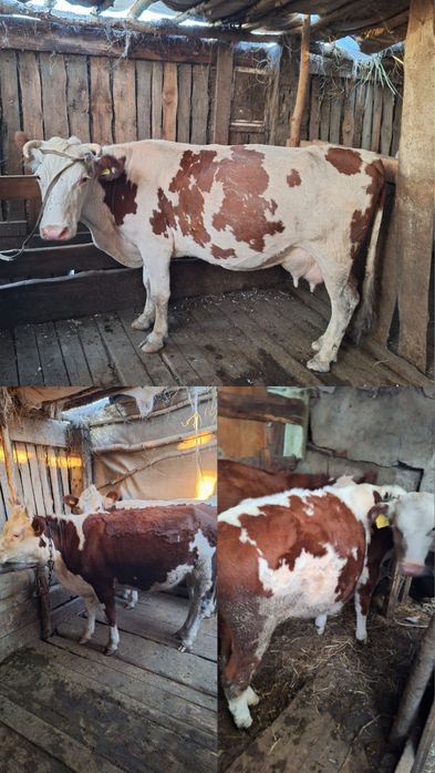 Продам корову и 2 телочки