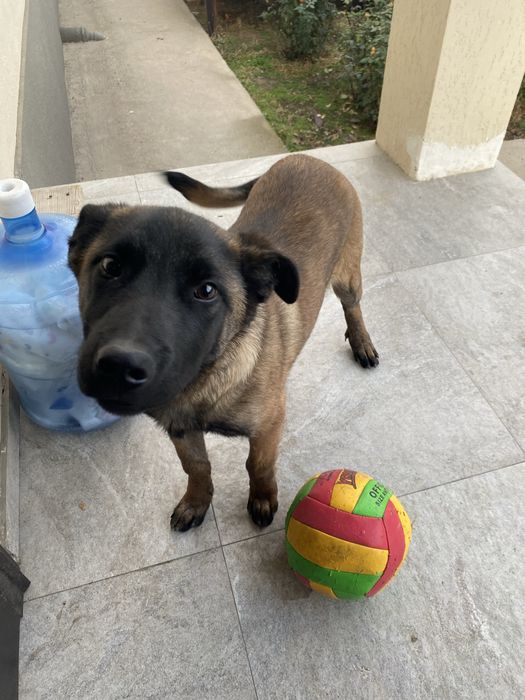 Щенок 4месяца порода малинуа