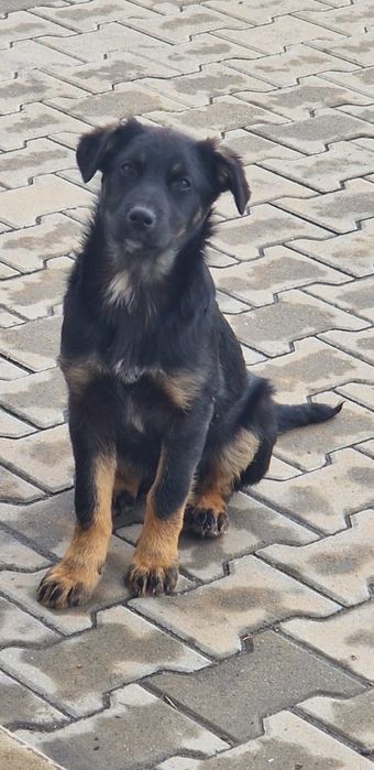 Căței pentru adopție responsabilă