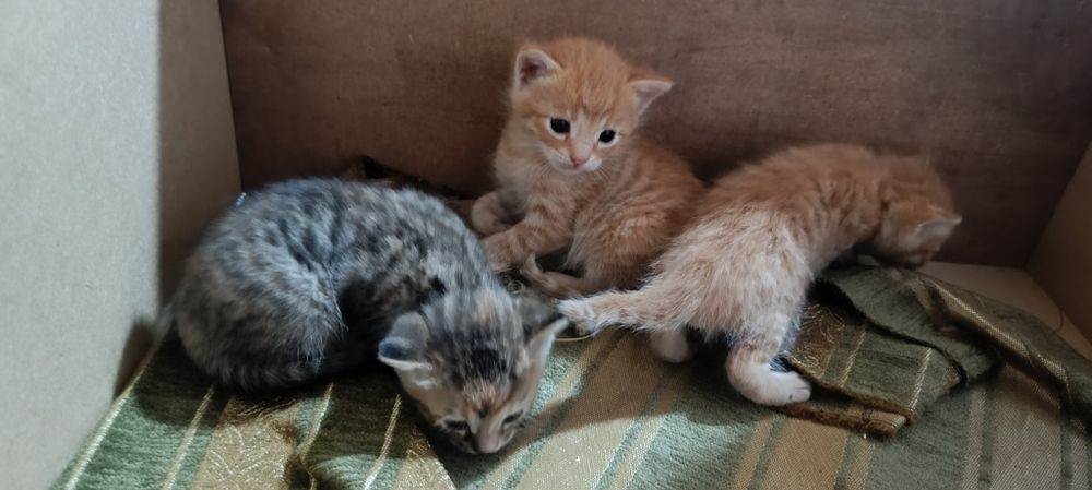 Котята. даром.город.