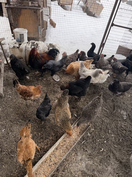 Продам курей петухов