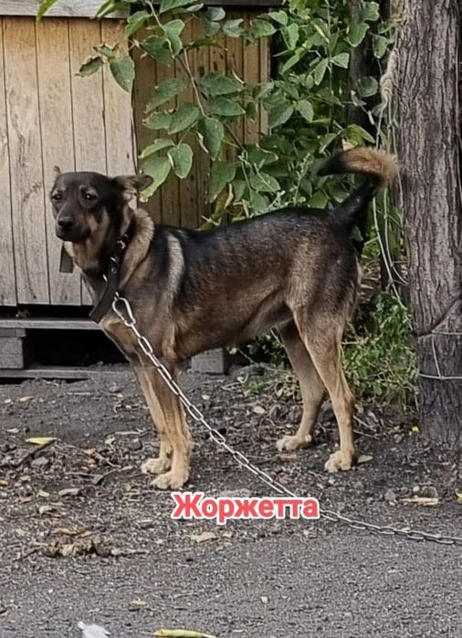 Дарю в добрые и ответственные руки