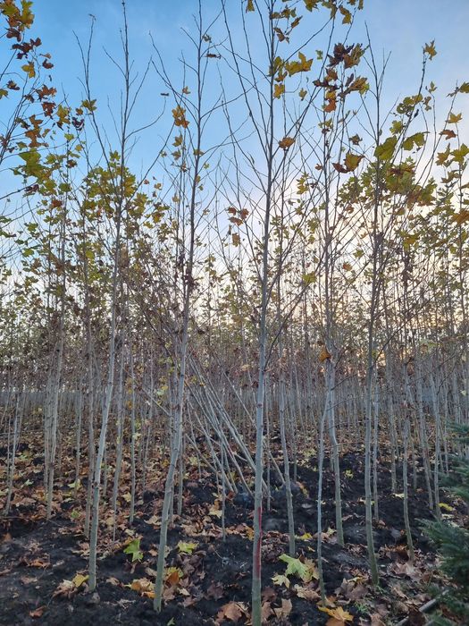 Mesteacan alb ( betula pendula) Platan