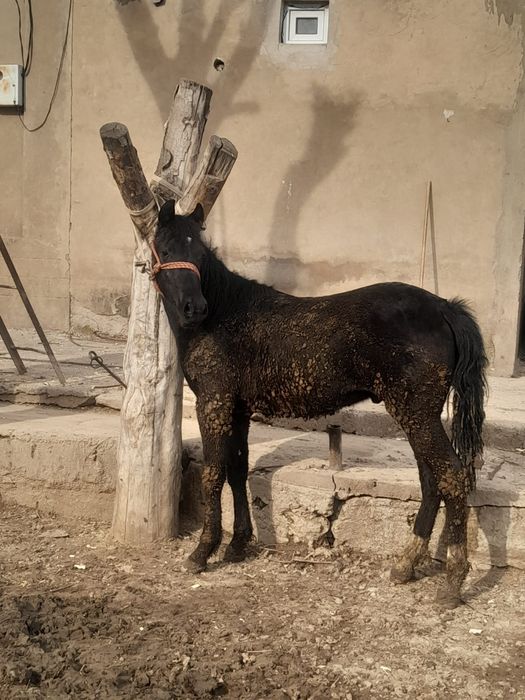 Тай саиылады парода