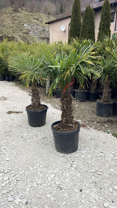 Palmierii rezistenți la îngheț trachicarpus Fortunei