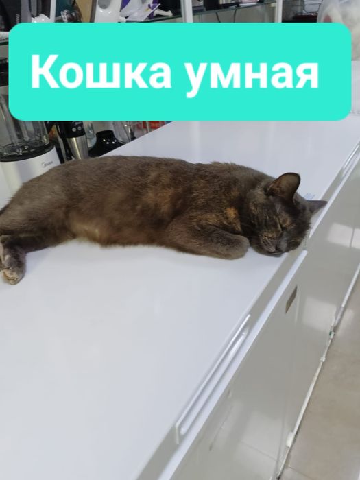 Стерилизованные кошки