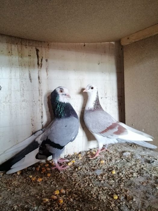 Porumbei zburatori,jucatori,misirli si maria stuard.