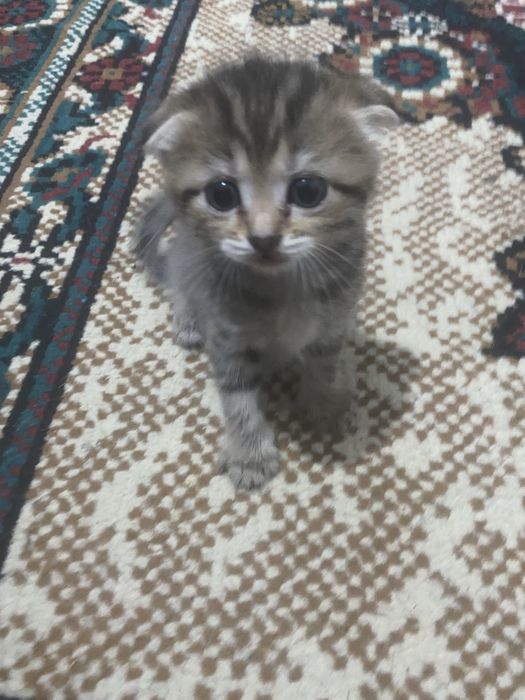 Котенки девочки отдам в хорошие руки.