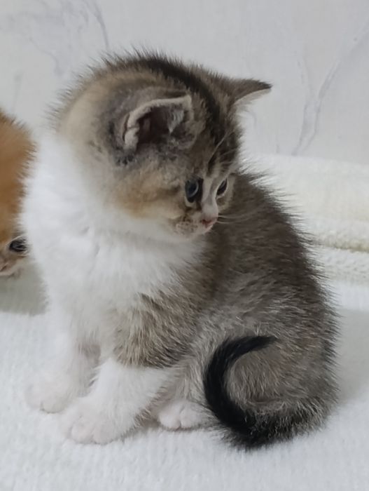 Britanskiy bikalor shinshilla