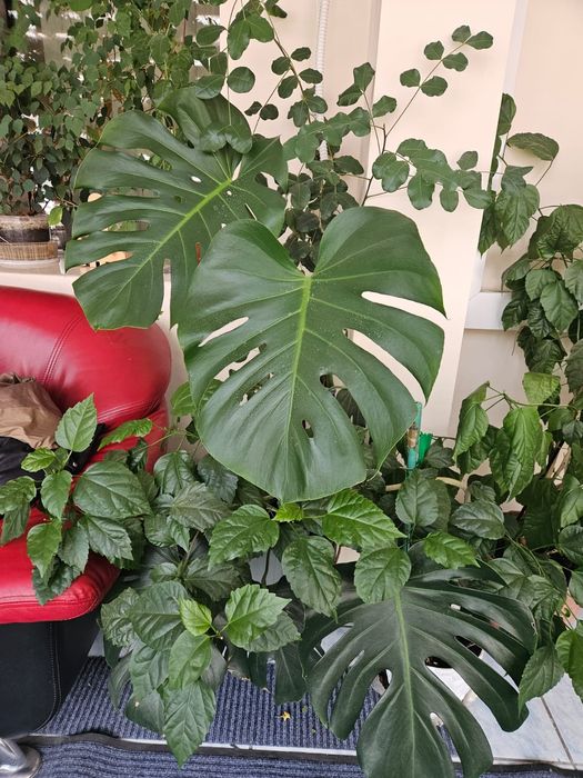 Продам офисные цветы горшки