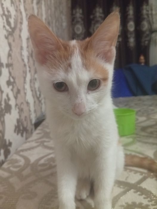 Hadya qilaman Aqlli mushukcha 3 oylik