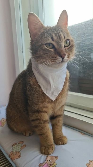 Motanul LEO spre adoptie