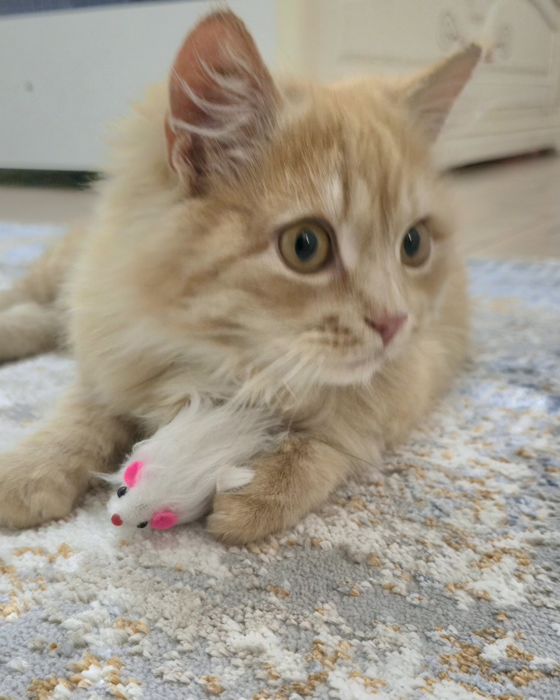 Кошка девочка 6 месяцев в добрые руки