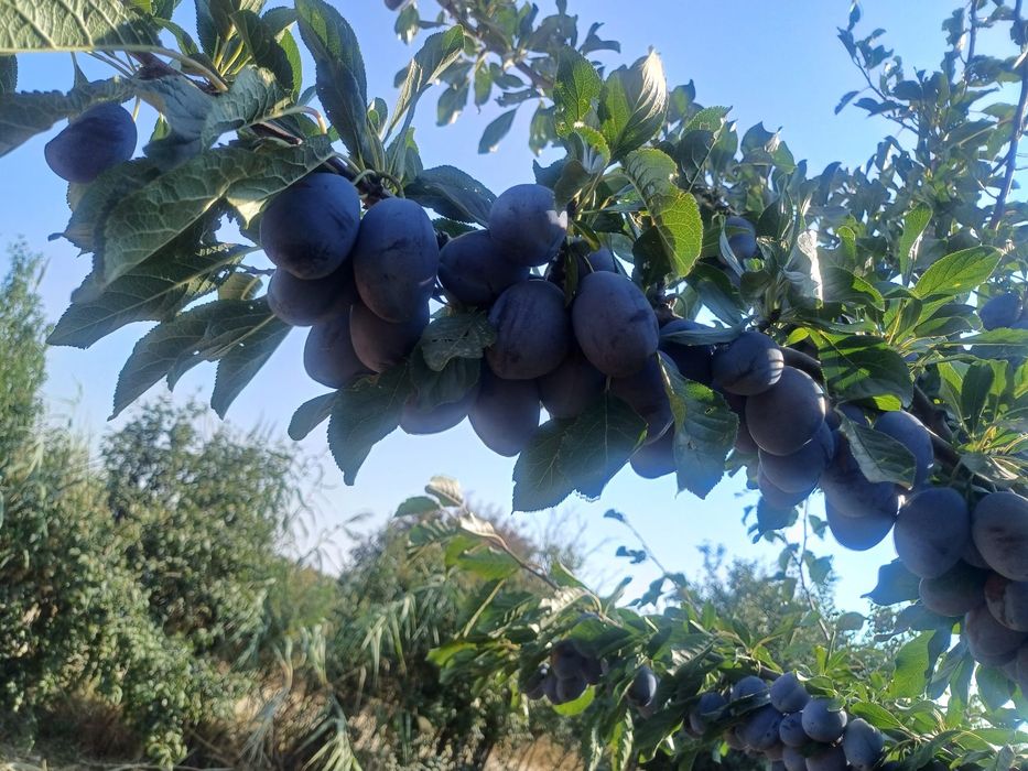Prune de vanzare STANLEY