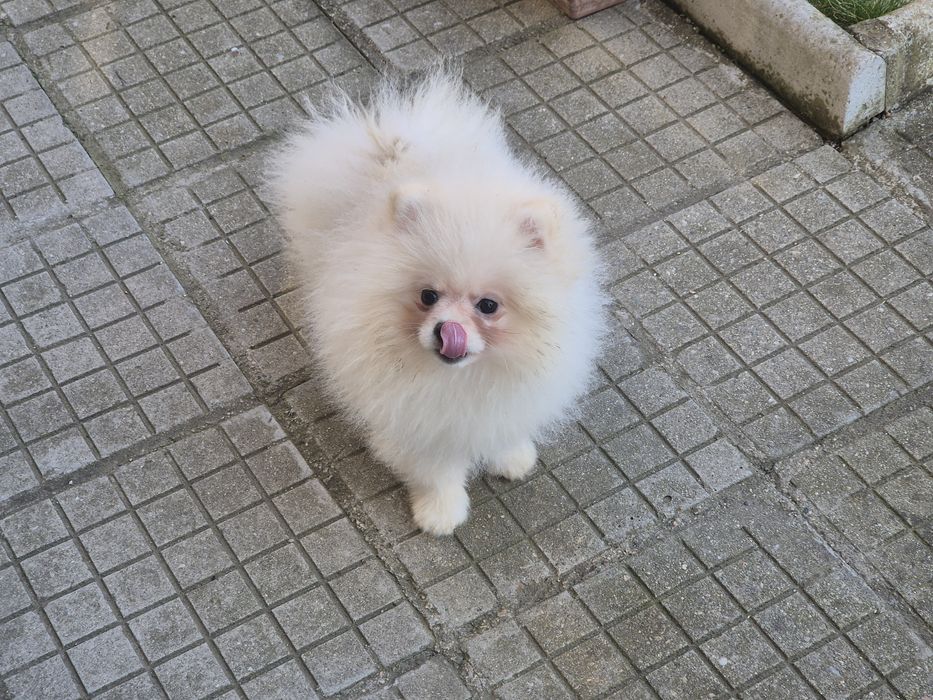 Мъжки померан на 4 месеца