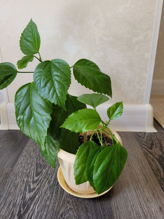 Продам китайскую розу