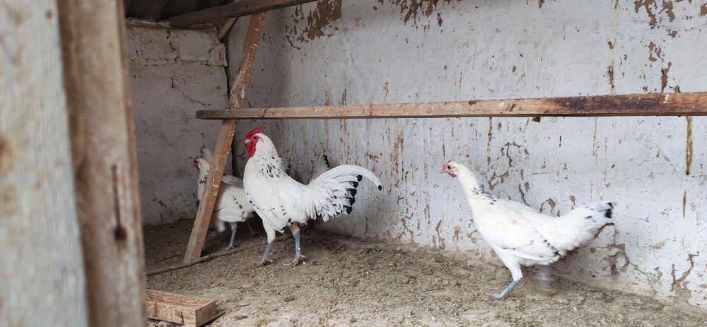 Gambriski sotladi 1+4