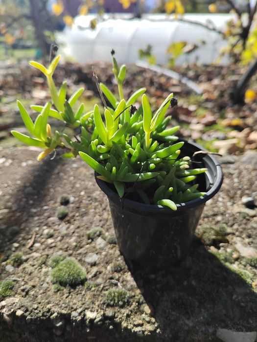 Дебела Мара, Делосперма, Хлорофитум, Фаларис и други