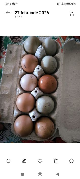 Oua incubat araucana sau amestecate olive