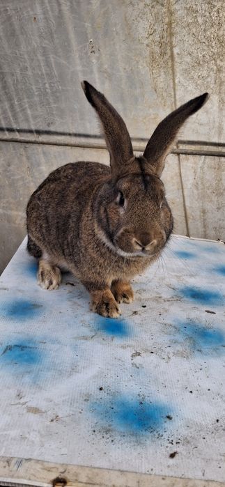 Iepure Uriaș Belgian mascul