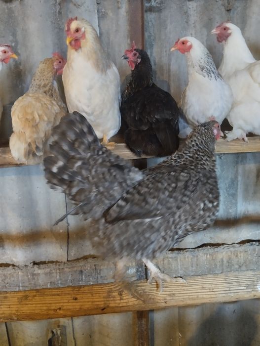 Цыплята домашние недельные