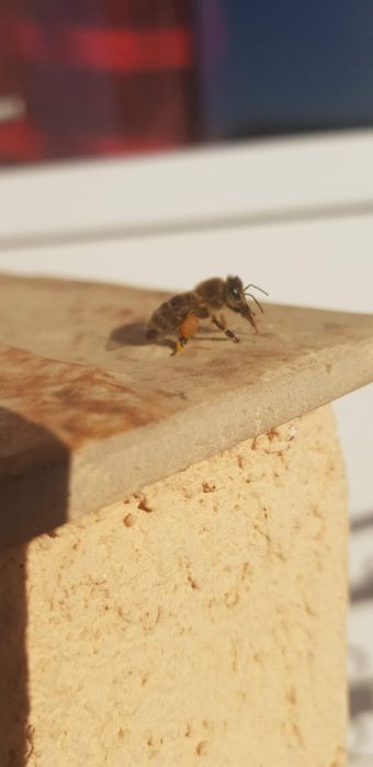 Vand fam albine cu lazi sau fara