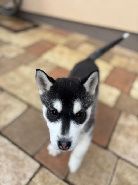 Vând pui husky siberian