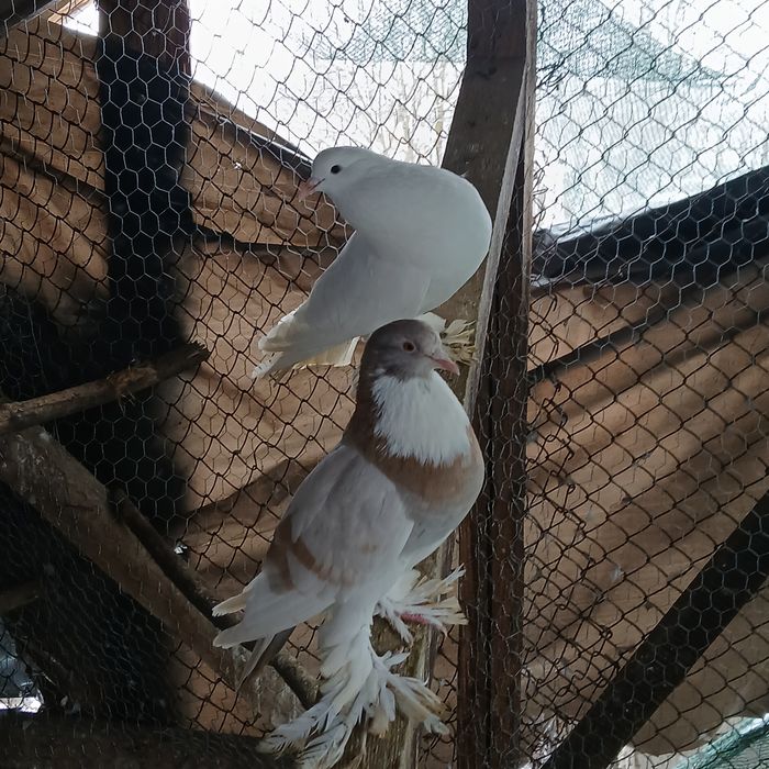 Gusati pomerania disponibili