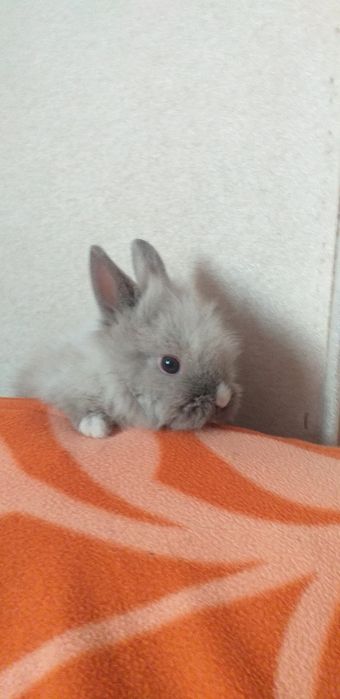 Iepurași pui mici și mari diferite rase mărimi și culori