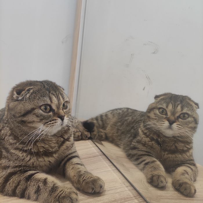Продается  скотиш фолд, вислоухая кошка