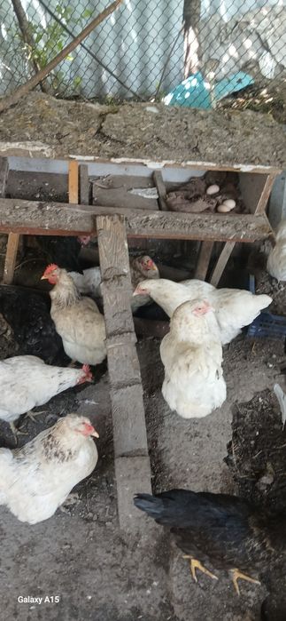 Продам домашних курей