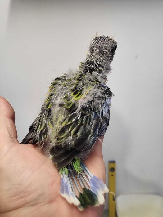 Pui papagali Rosella