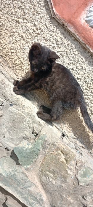 Котята: котик и кошечка