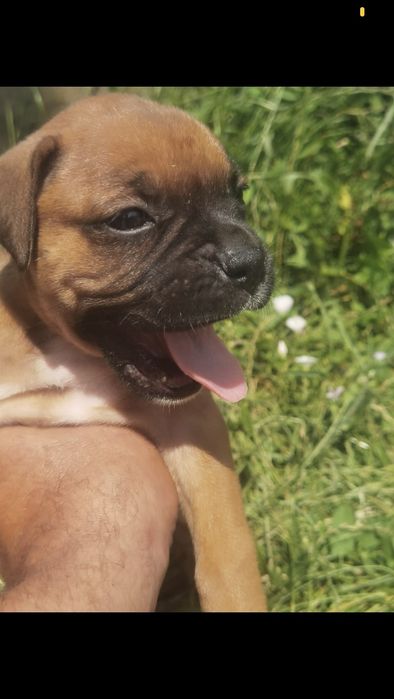 Catel Boxer German