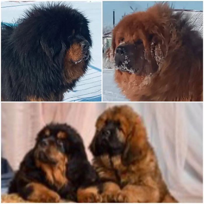 Тибетский мастиф