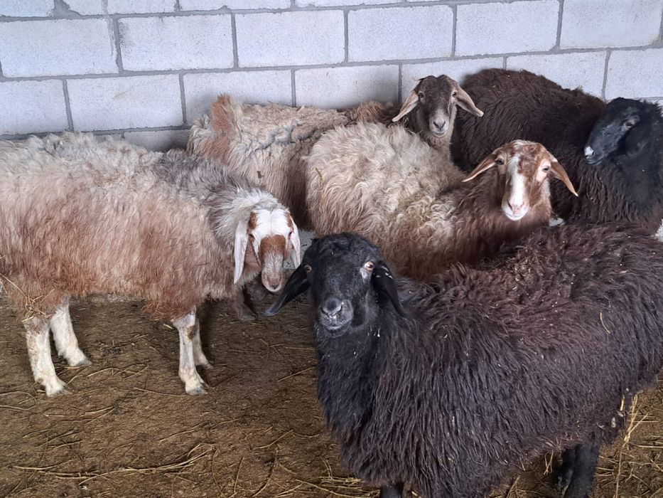 Семыз кой токтылар