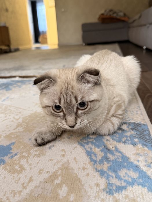 Продается  вислоухий ласковый котенок