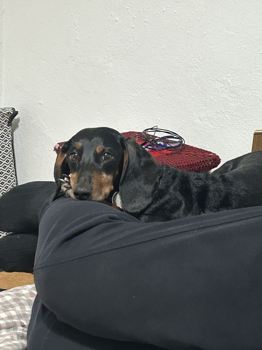 Такса, отдам в хорошие руки