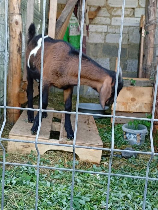 Țap ied Anglonubian in vârstă de 3 luni