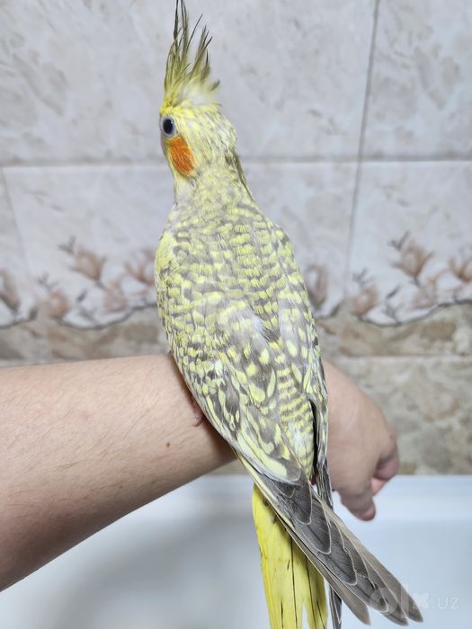 Продам ручных выкормышей корелл