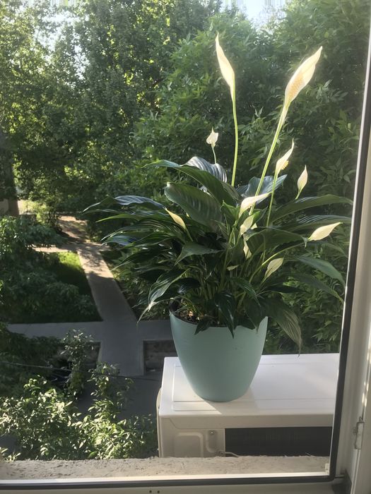 Комнатные цветы недорого