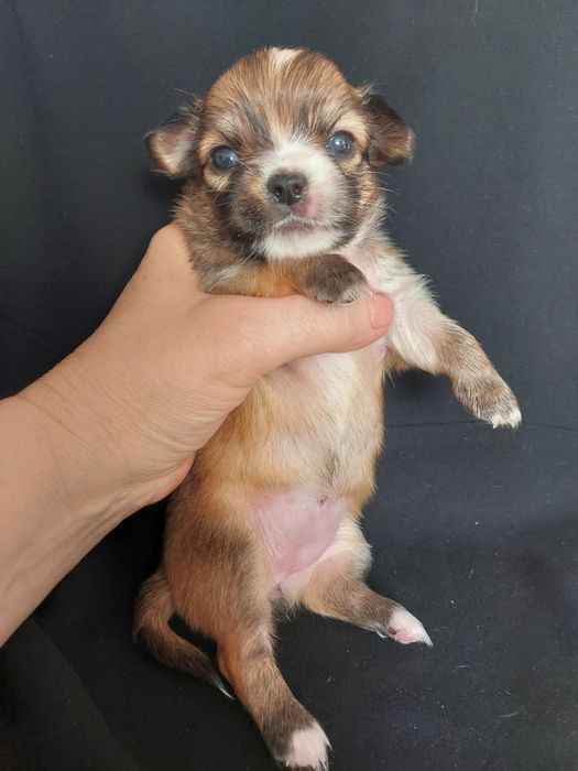 Продаю щенков чихуахуа