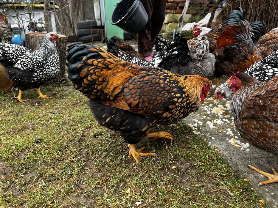 Oua incubat Wiandotte GSG negru auriu Wyandotte