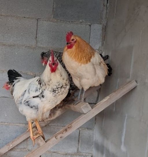 Продам или поменяю на курочек ..