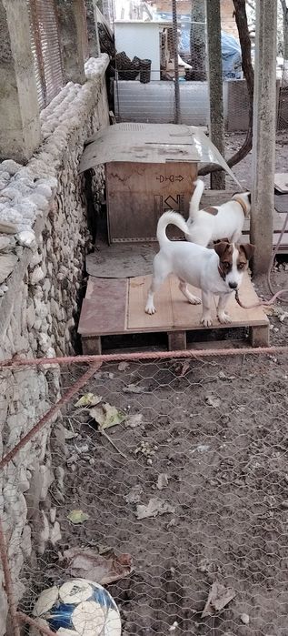 Кученца джак ръсел териер