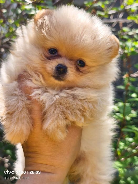 Померанский шпиц