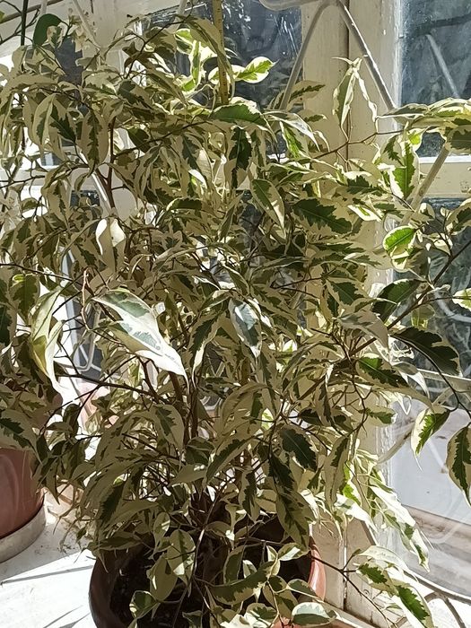 Шикарный пушистый фикус Бенджамина