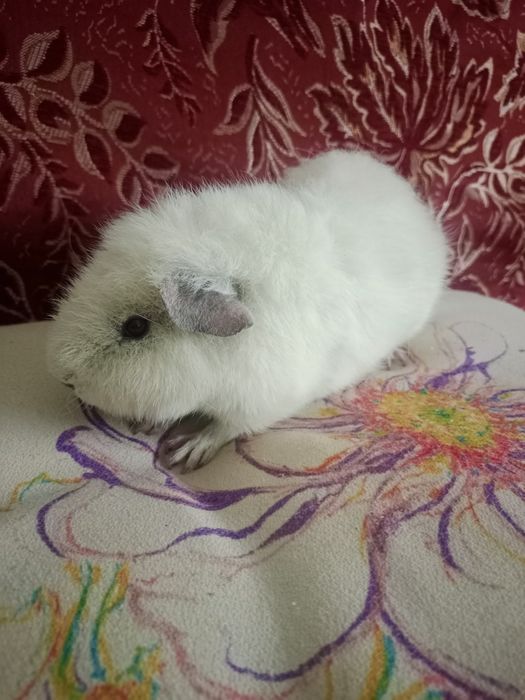 Продаются морские свинки